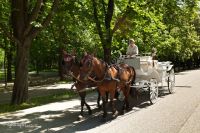 Fiaker at the prater avenue